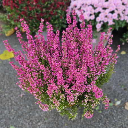 Bruyère fuchsia