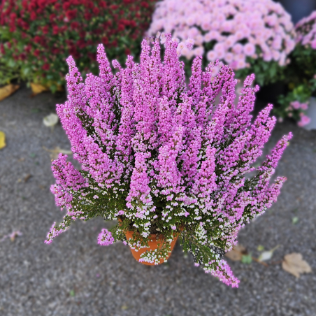 Bruyère rose