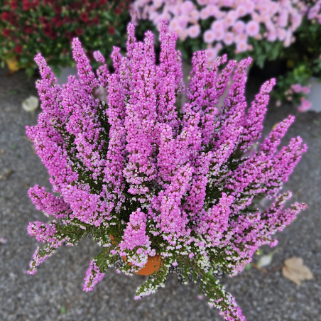 Bruyère rose