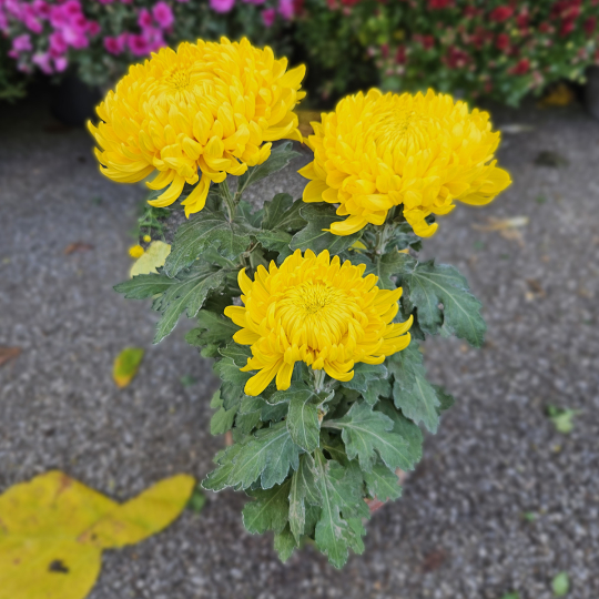 Chrysanthème GT jaune