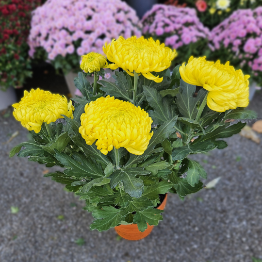 Chrysanthème GT jaune Chrysanthème GT jaune