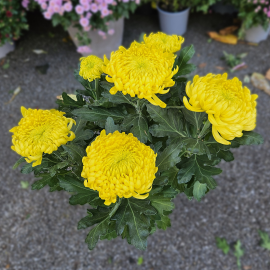 Chrysanthème GT jaune Chrysanthème GT jaune