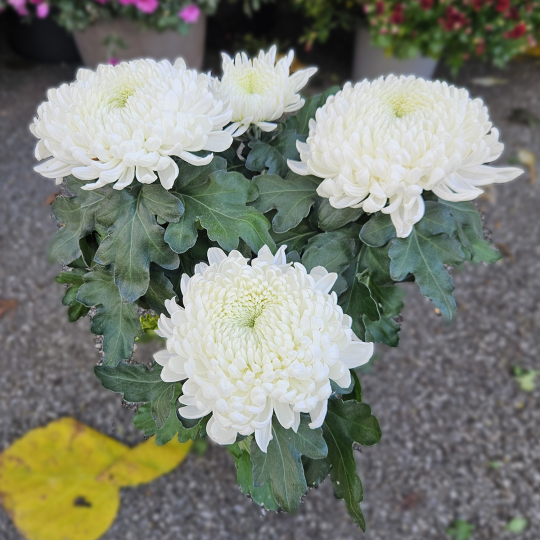 Chrysanthème GT blanc Chrysanthème GT blanc