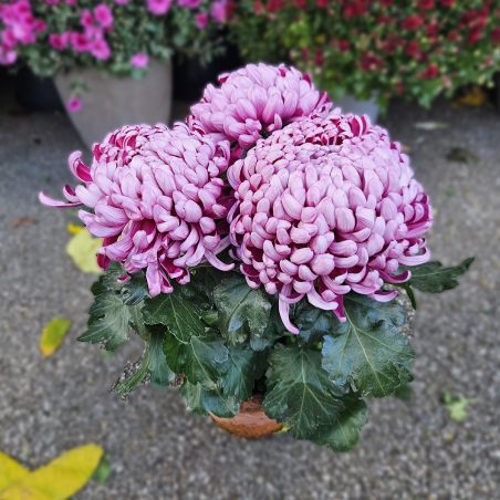 Chrysanthème GT violine