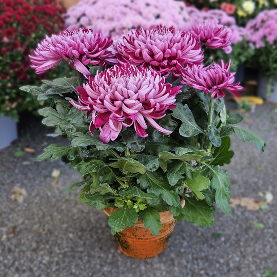 Chrysanthème GT violine Chrysanthème GT violine