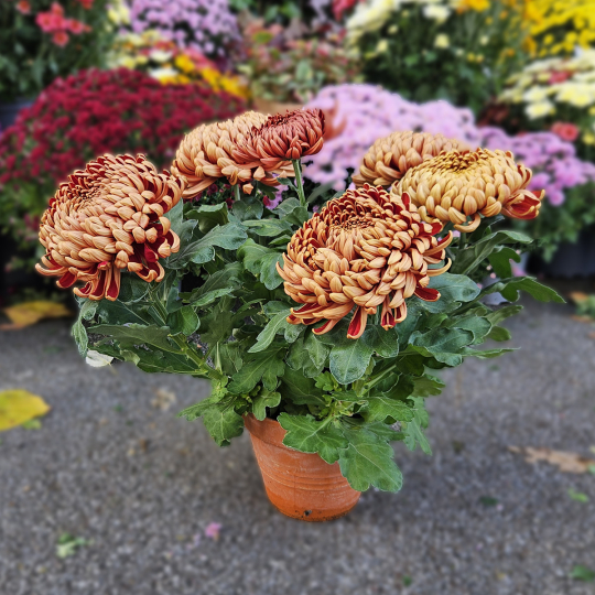Chrysanthème GT mordoré