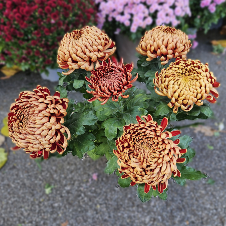 Chrysanthème GT mordoré