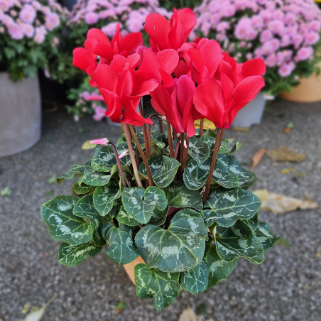 Cyclamen rouge