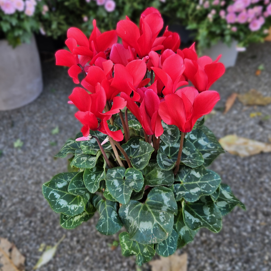 Cyclamen rouge Cyclamen rouge