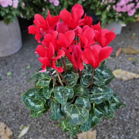 Cyclamen rouge