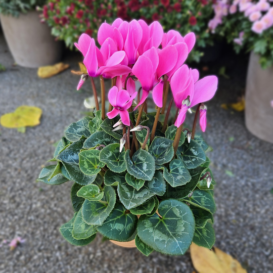 Cyclamen rose Cyclamen rose