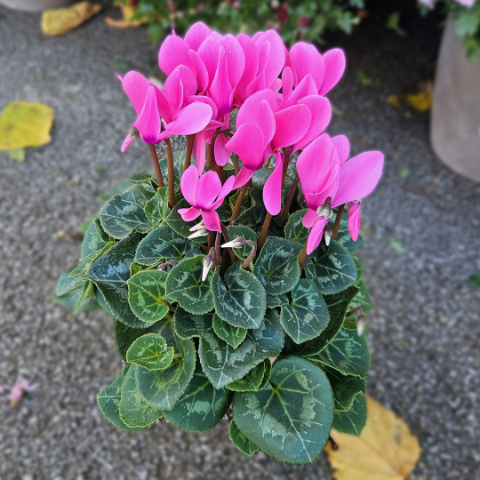 Cyclamen rose Cyclamen rose