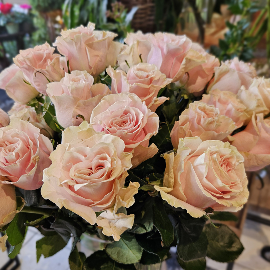 Rose Pink Mondial 50cm