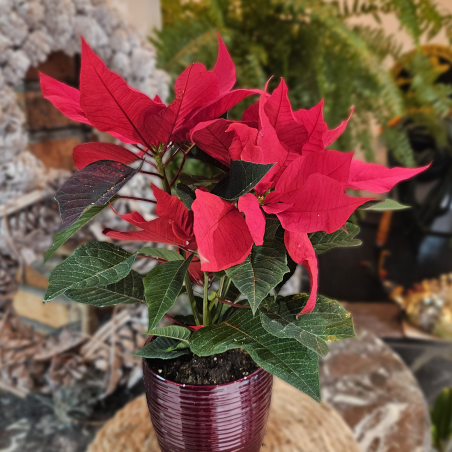 Poinsettia (petit)