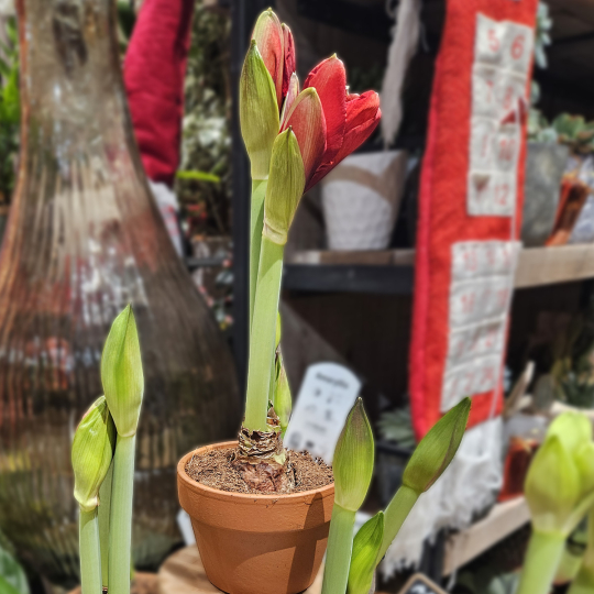 Bulbe d'Amaryllis