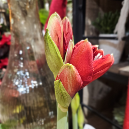 Bulbe d'Amaryllis