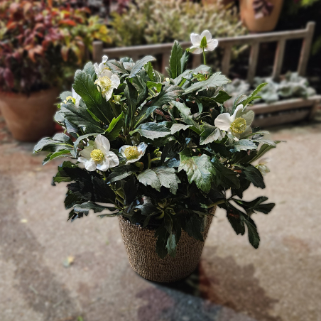 Hellébore blanche (grande)