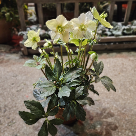 Hellébore blanche (petite)