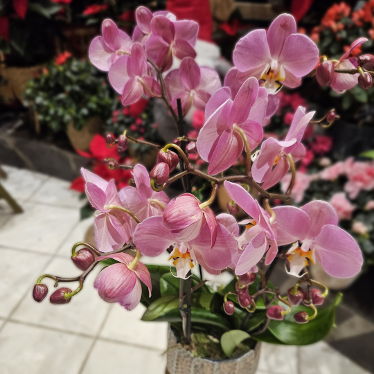 Orchidée 4 branches