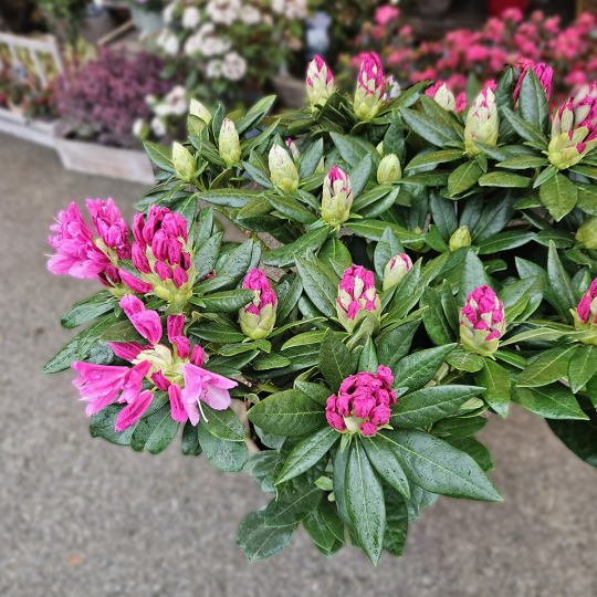 Rhododendron