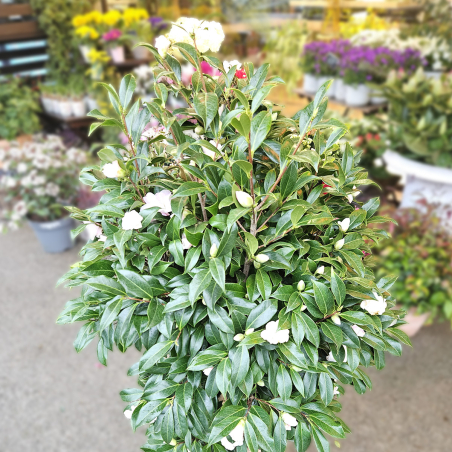 Camélia blanc rosé