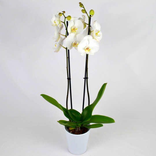 Orchidée blanche 2 branches
