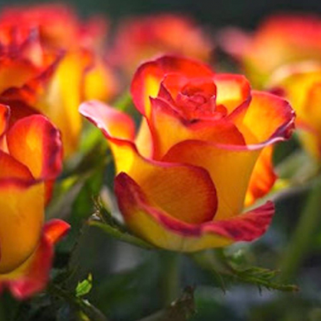 Bouquet de roses rouges jaunes