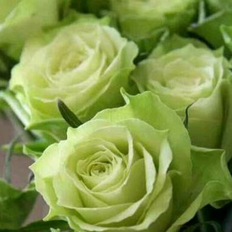 Bouquet de roses jaunes vertes
