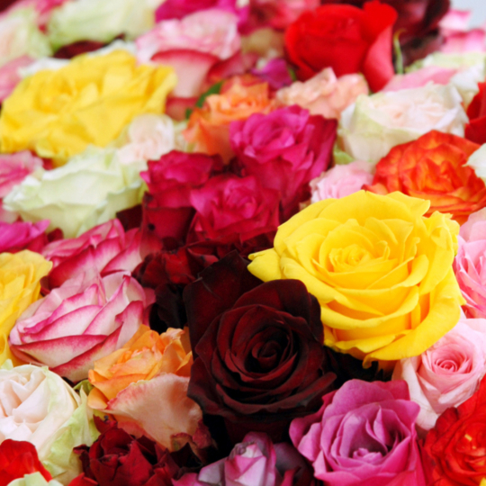 Bouquet de roses équateur de diverses couleurs