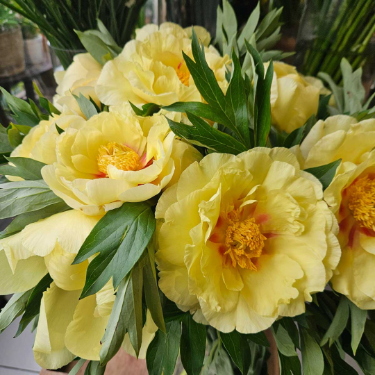 Pivoine Itoh Bartzella