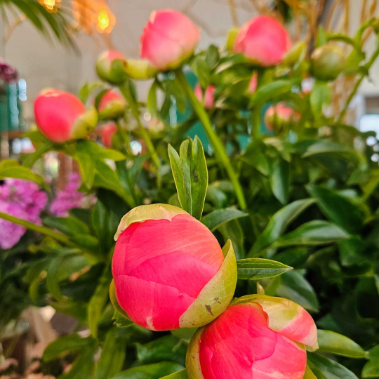 Pivoine Coral Sunset
