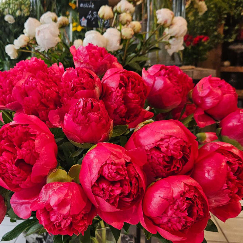 Pivoine Command Performance Pivoine Command Performance