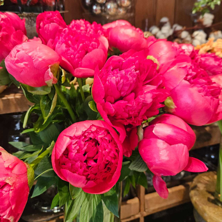 Pivoine Command Performance