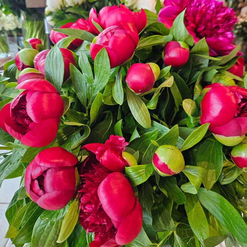 Pivoine Red Charm Pivoine Red Charm