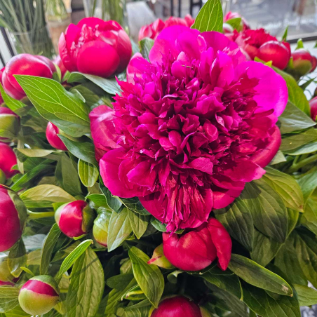 Pivoine Red Charm