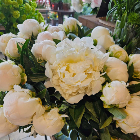 Pivoine Bowl of Cream