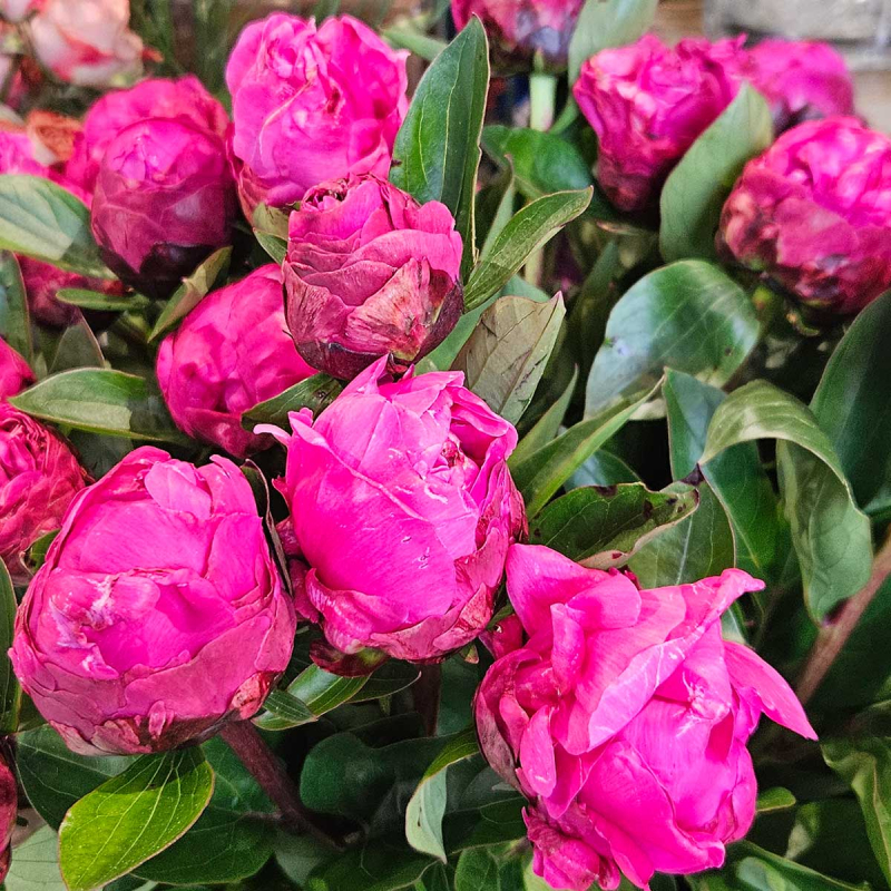 Pivoine Red Sarah Pivoine Red Sarah