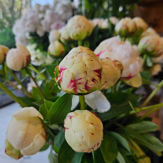 Pivoine Odile