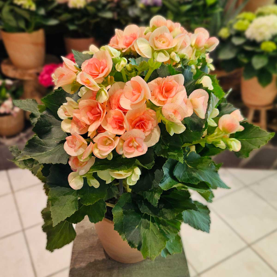 Bégonia
