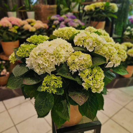 Hortensia blanc