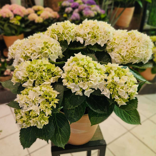 Hortensia blanc