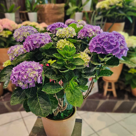 Hortensia bleu