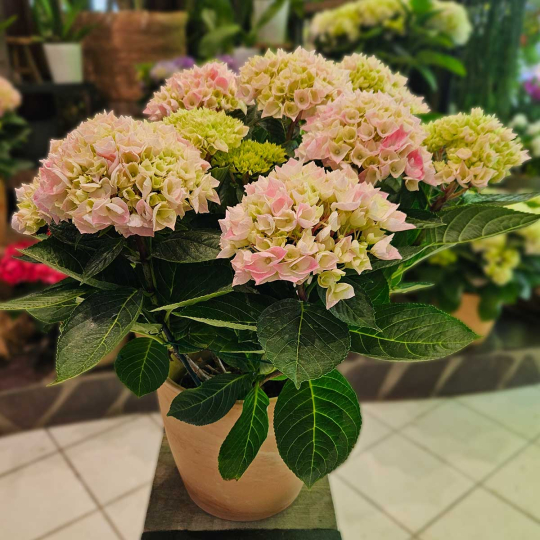 Hortensia rose