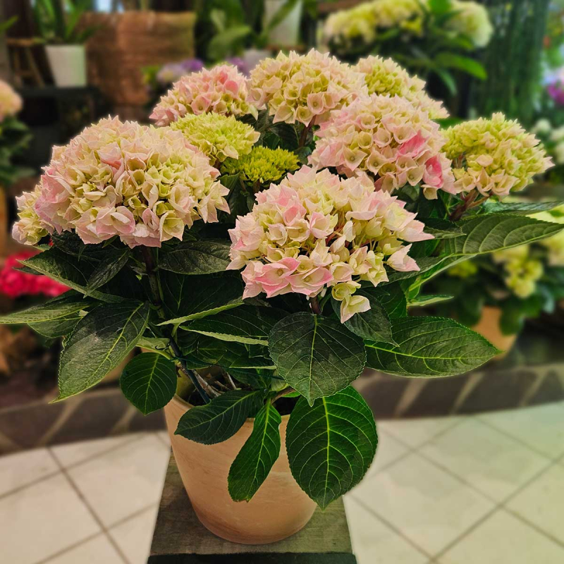 Hortensia rose Hortensia rose