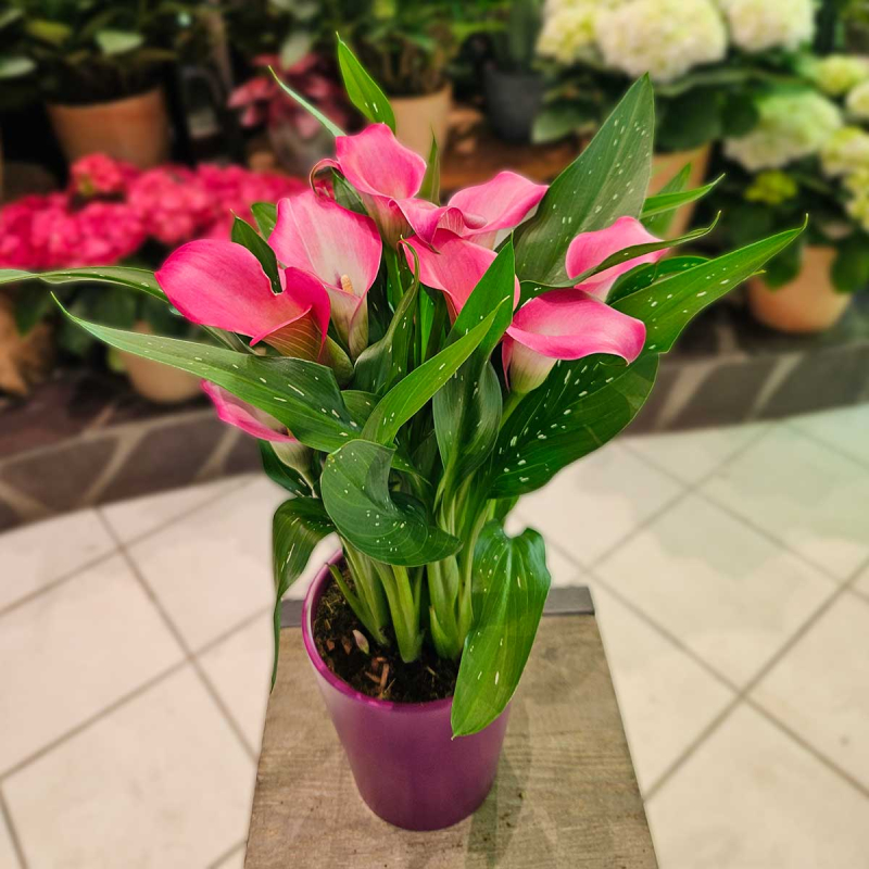Calla Zantedeschia fuchsia Calla Zantedeschia fuchsia