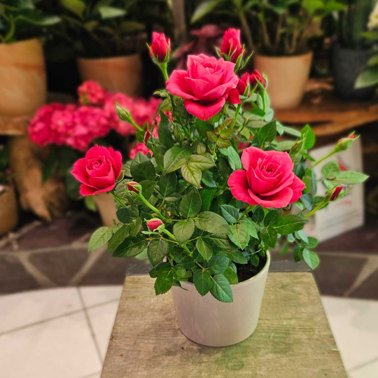 Petit rosier rose