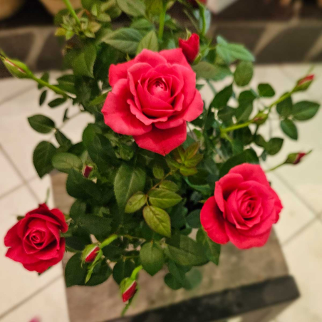 Petit rosier rose