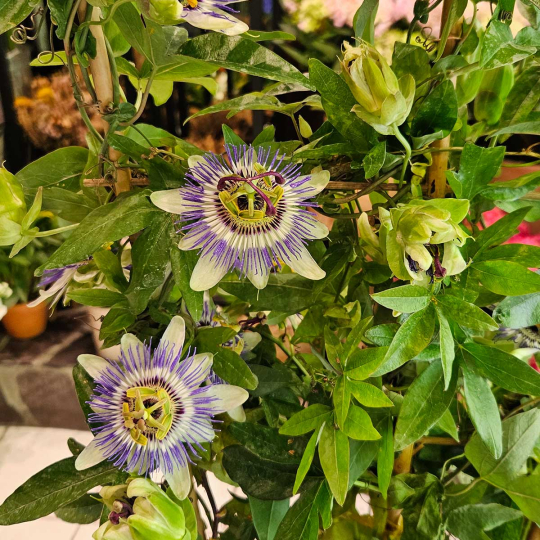 Passiflore