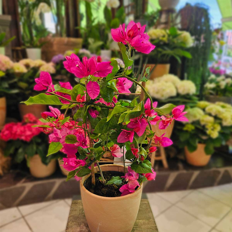 Bougainvillier Bougainvillier