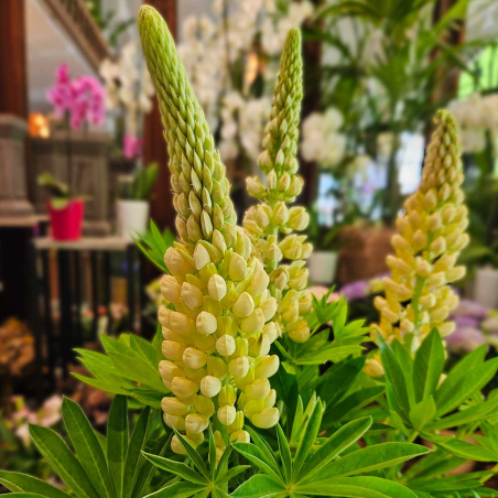 Lupin